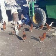 خروس جوان و سرحال 15 عدد