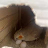 چهار عدد عروس هلندی