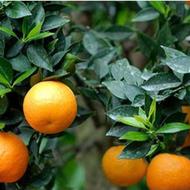 نارنج و قوام نارنج با قیمت عالی