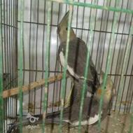 جفت طوطی عروس