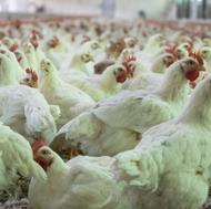 جذب پرسنل پرورش جوجه گوشتی