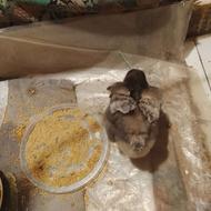 جوجه 15روزه رسمی