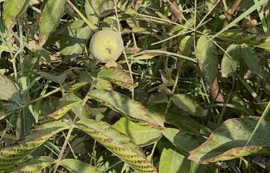 900 متر باغ در چیچکلوحاج اقا