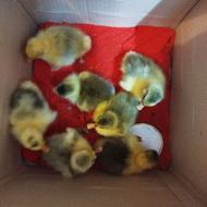 جوجه غاز محلی تباردار 1هفته ای زیر مرغ دراومدن