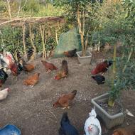 فروش مرغ محلی تخمگذار