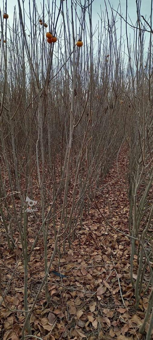 فروش نهال خرمالو 2 ساله، گوجه ای و سیبی