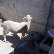 ذبح گوساله گوسفند..