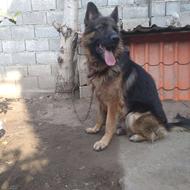 واگذاری سگ ژرمن