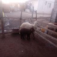 گوسفند بره دارجوان