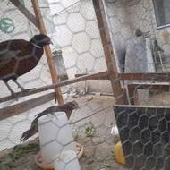 قرقاول نر و ماده