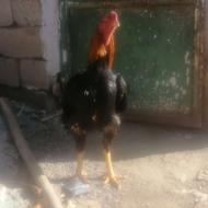 فروش خروس سالم و بدون هیچ مشکلی بیمار