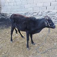 گاو نر نزدیک دوسال