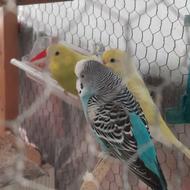 مرغ عشق در رنگ های خاص