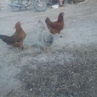 سه تا فریح سر حال