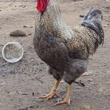 خروس قول پیکر بسیار زیبا و سرحال