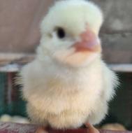 جوجه گوشتی رأس