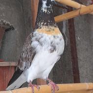 فروش ماده قاره دستپرقوچی خرمایی