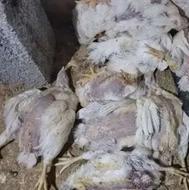 تلفات مرغ تازه قیمت عالی 8 تومان