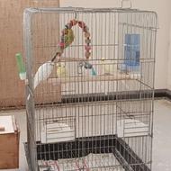 مرغ عشق با قفس پرنده