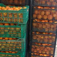 پرتغال تامسون