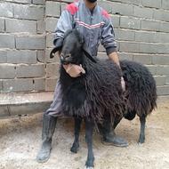 قوچ کار همو سیاه قزل