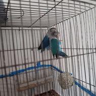 فروش کوتوله برزیلی بهترین نسل معاوضه با قناری