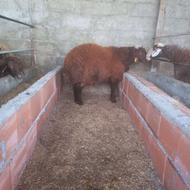 بره نر هترو تخمی