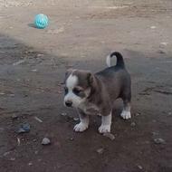 واگذاری توله البای ترکمن خالص ازنسل سقر