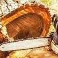 برش حرص درختان