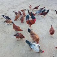 فروش مرغ و خروس جوان تعداد تقریبی بیست