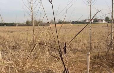 فروش زمین کشاورزی 4750 متر در دشت سر