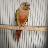 گیرینچیک آناناسی رد نر