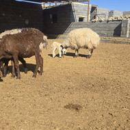 کود حیوانی گوسفندی