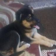 یک کوچه سگ دورمن واگذاری