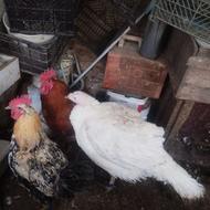 فروش یک بوقلمون و دو خروس فروش تکی یا جمعی هم امکان پذیره