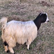 فروش بز کهار آبسن