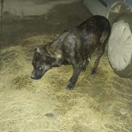 واگذاری سگ ماده نژاددار