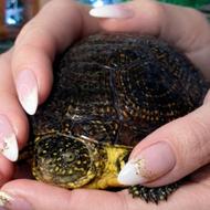 3 عدد لاکپشت آبزی با هم