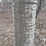 خرید درخت چوب