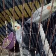 عروس هلندی سالم رنگ آهویی مولد