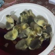 غاز محلی درجه یک