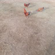 خروس محلی 6ماهه