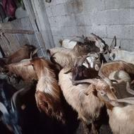 45 راس بزغاله نر