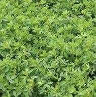 فروش یونجه خالص خرمنکوب شد