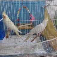 عروس هلندی لوتینو