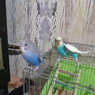 مرغ عشق جوجه و مرغ عشق مادر