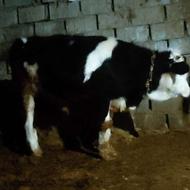 گوساله نر سیمتال فروش فوری