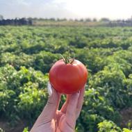 بذرگوجه8020،رقم هیبرید و صادراتی و عملکرد بسیار بالا