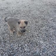 واگذاری توله زرمن 20 روزه وارداتی نر