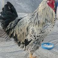 خروس خوش آواز